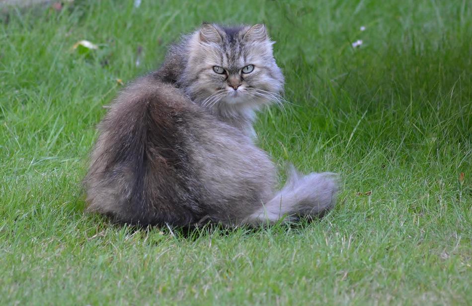 Cat Domestic Portrait