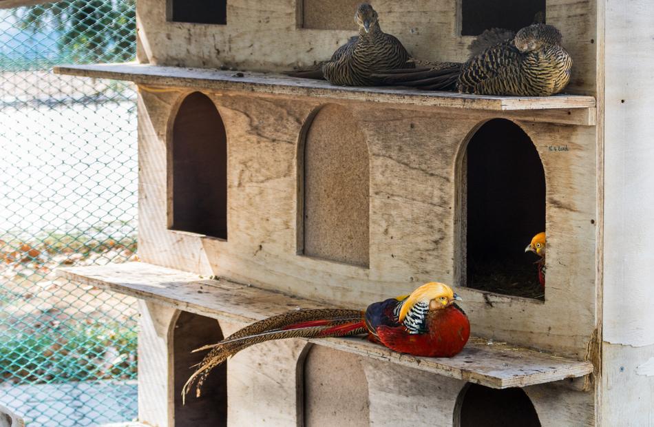 Pheasant Bird Zoo