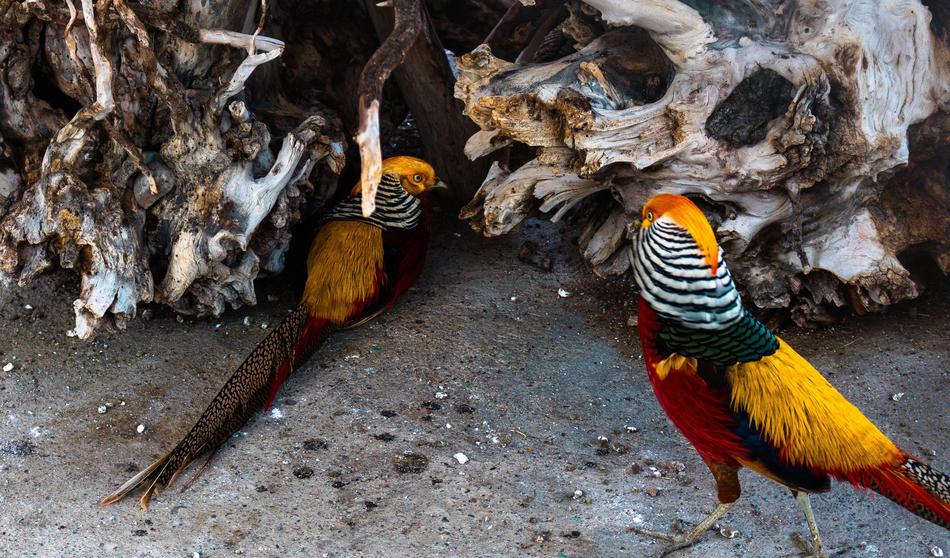 Pheasant Bird Zoo