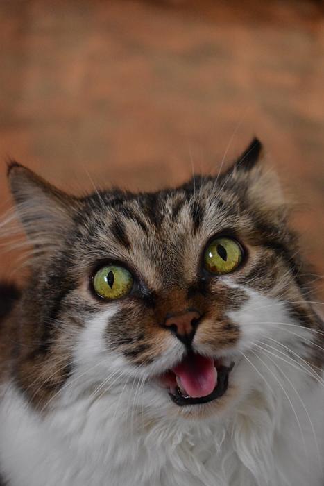 Cats Cute Pet