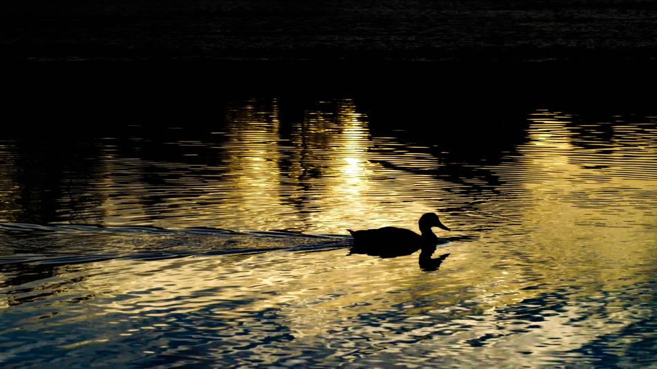 Pond Water Animal