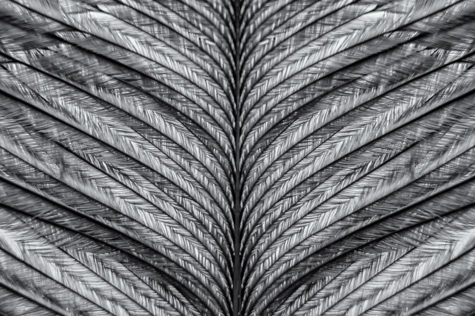 closeup of the gray feather