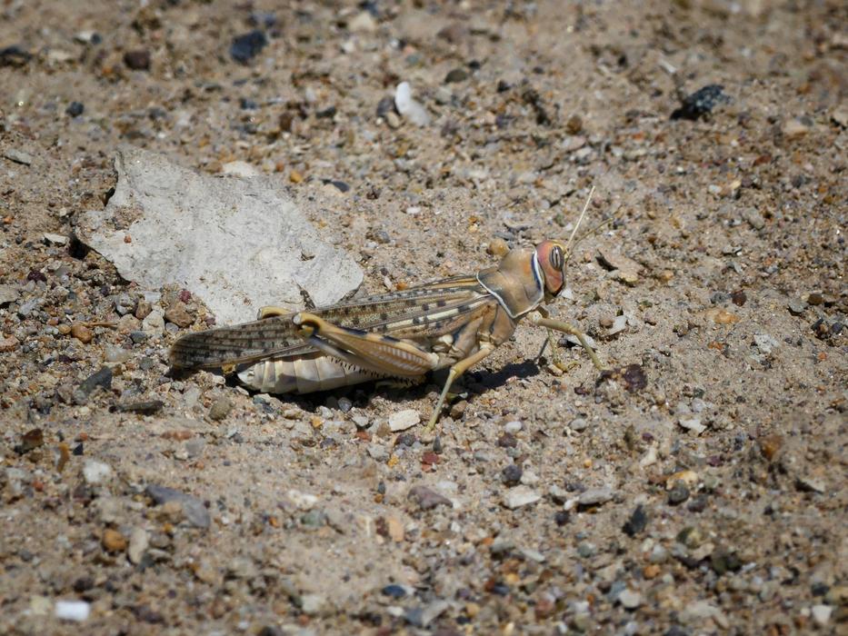 Grasshopper Insect Nature