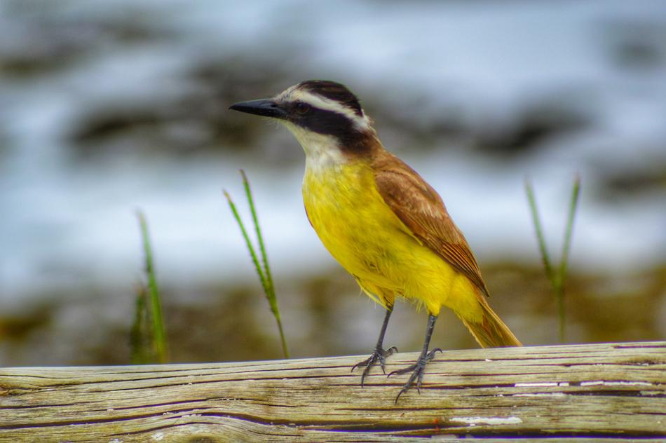 Bird Birds Animal