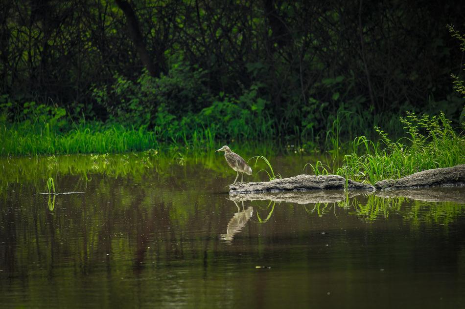 Bird Beautiful Nature Outdoors