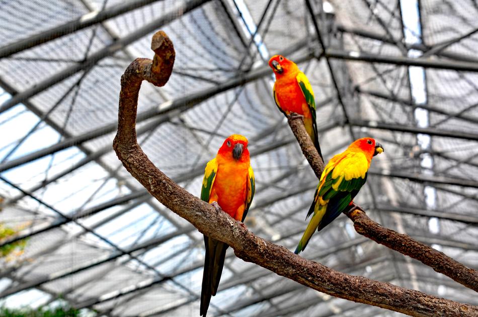 Mexican Coin Parakeet Birds