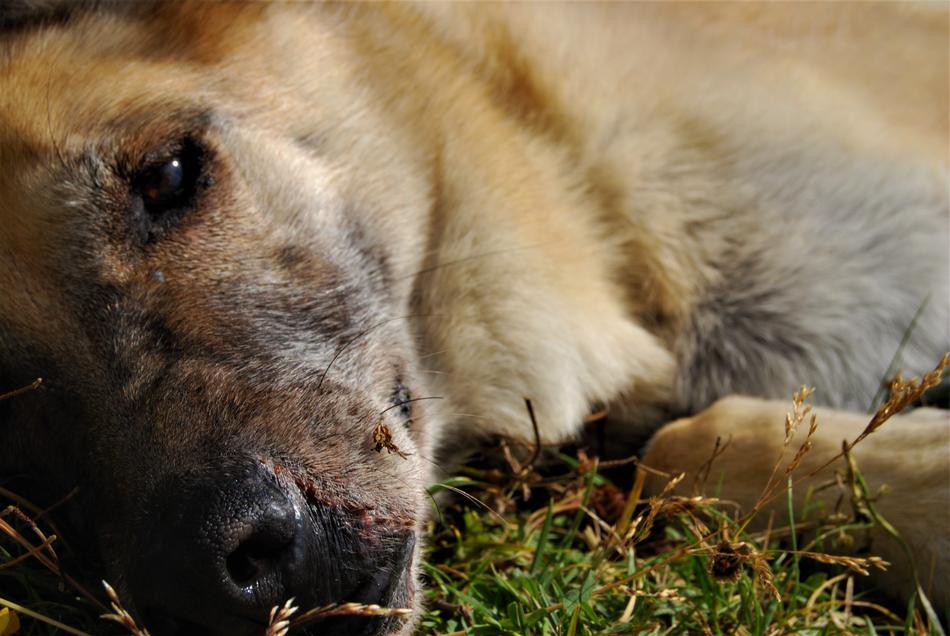 Dog German Shepherd Animal