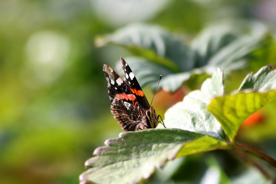 Butterfly Insect Wings Close up