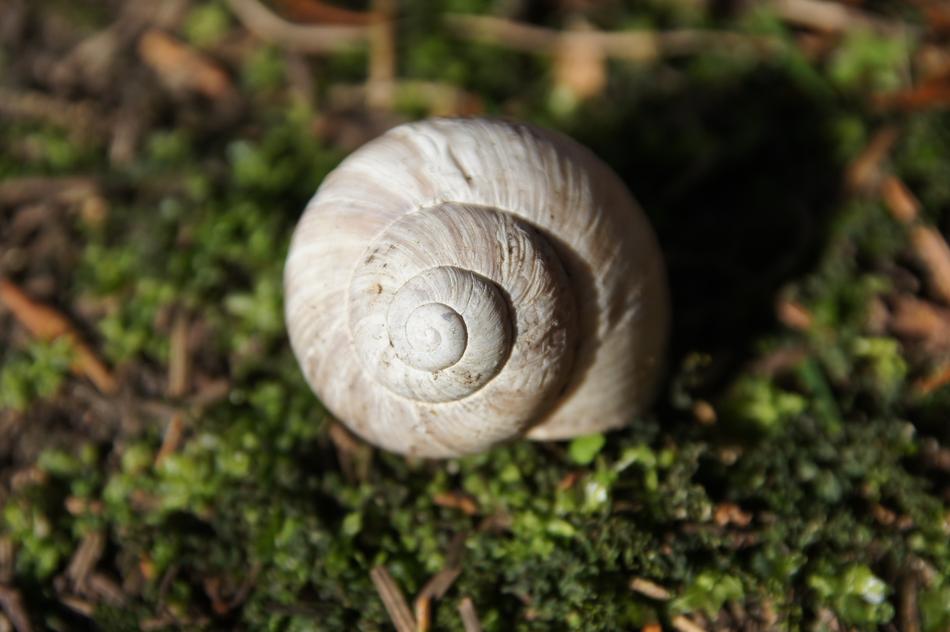 Snail Shell Animal