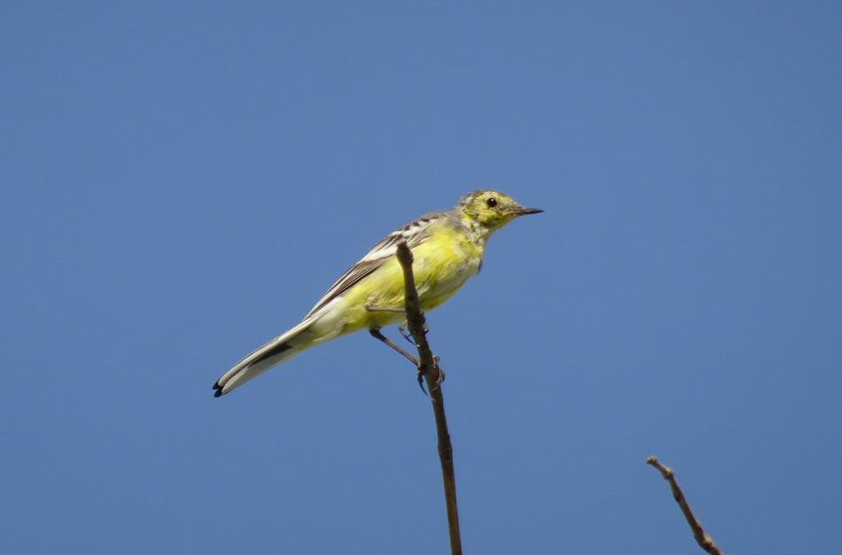 Bird Western Yellow Wagtail