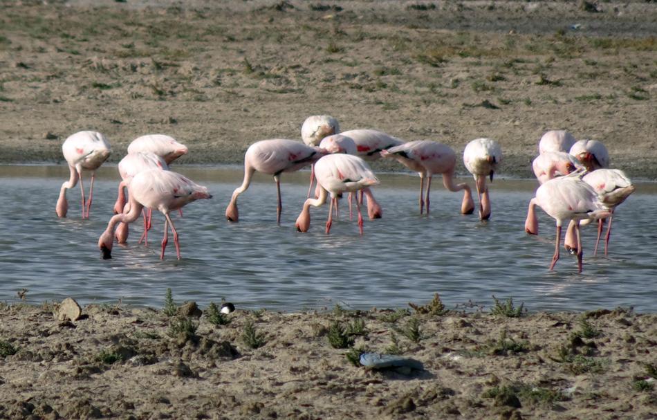 Bird Lesser Flamingo Phoeniconaias