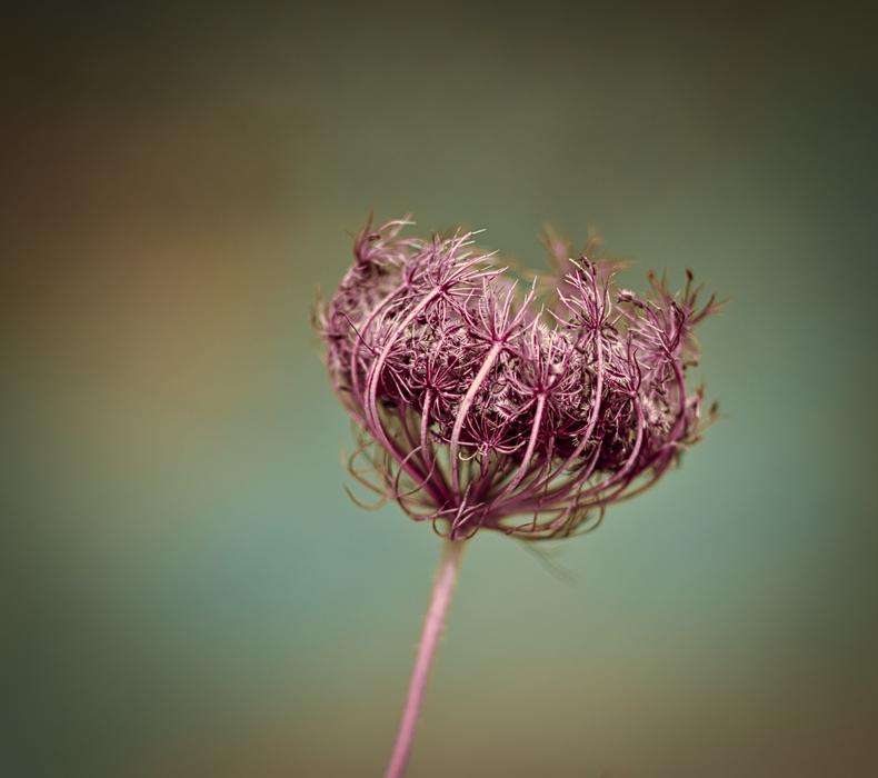 Yarrow Background Nature