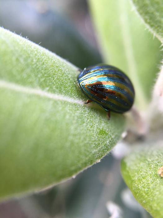 Bug Macro Insect Close