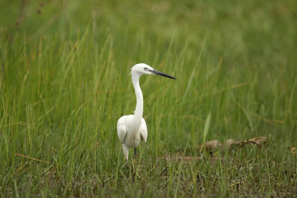 white heron in the green grass