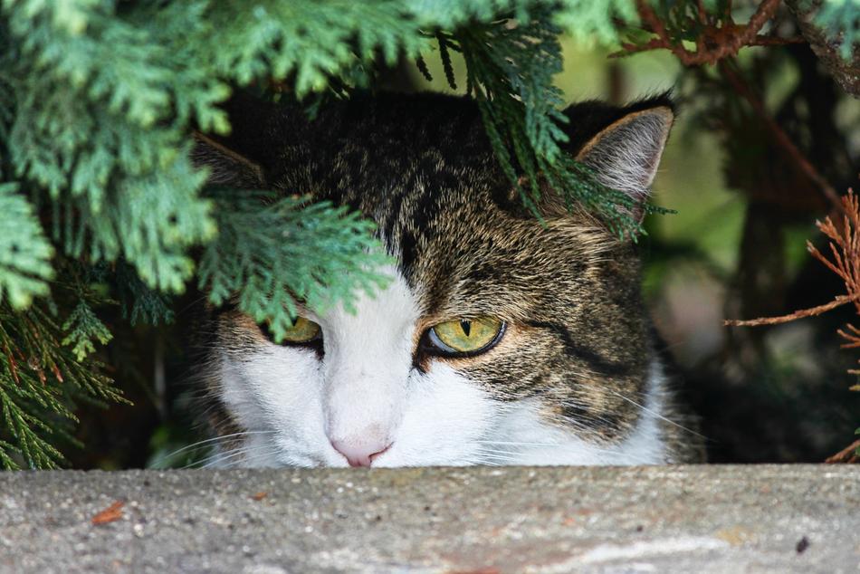 Hidden Cat in garden