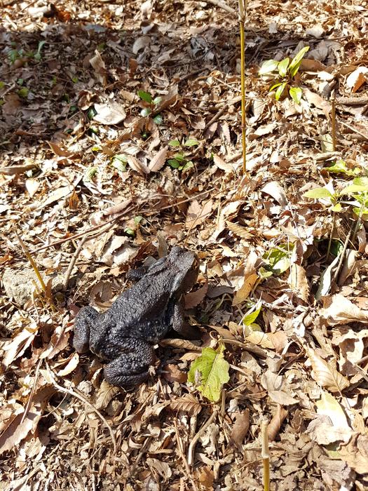 Frog Black Amphibian