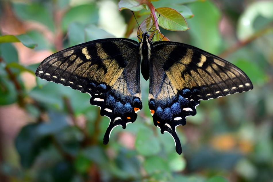 Swallowtail Butterfly Color Insect