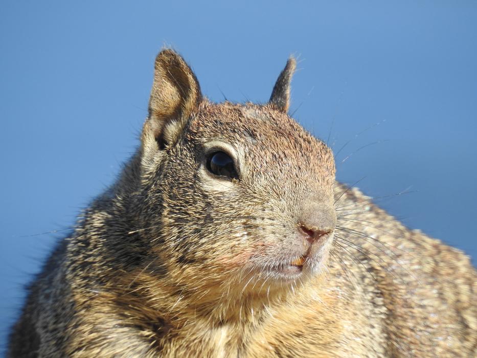 The Land List Squirrel