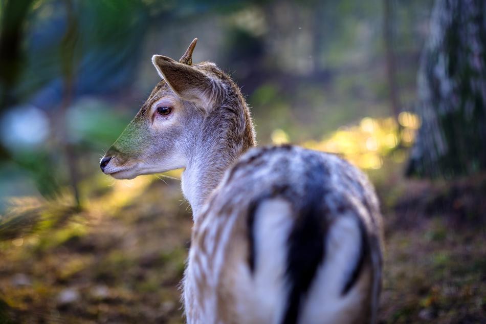 Rudolph Fawn Deer The