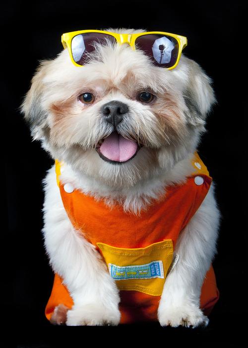 Pet Beach