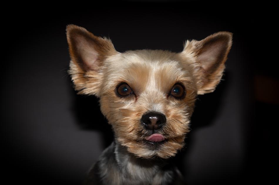 Dog Yorki Yorkshire Purebred