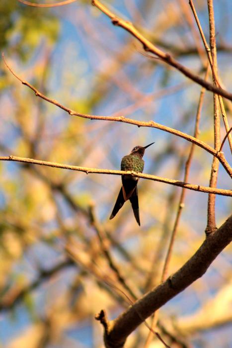 Hummingbird Bird Nature