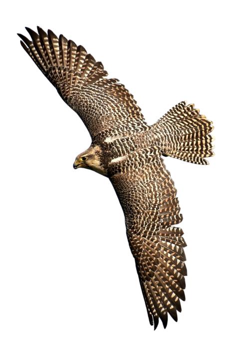 falcon bird of prey bird