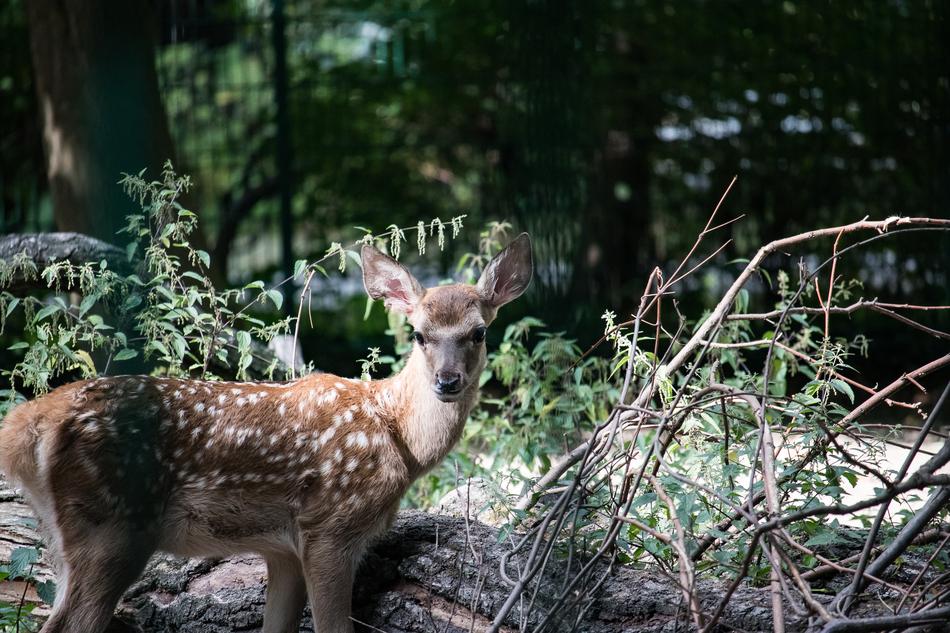 Bukhara Deer Hirsch Young Animal