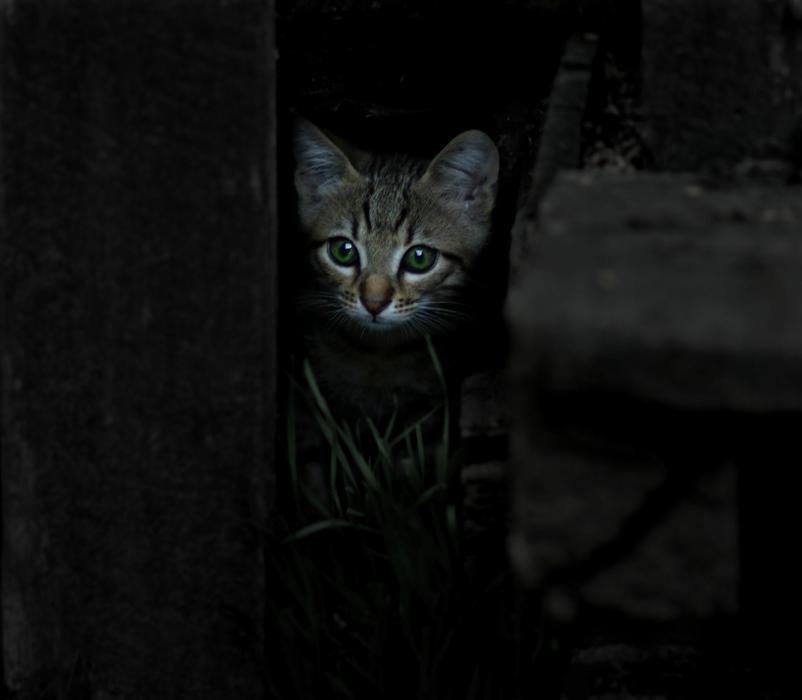 Cat Small Animals