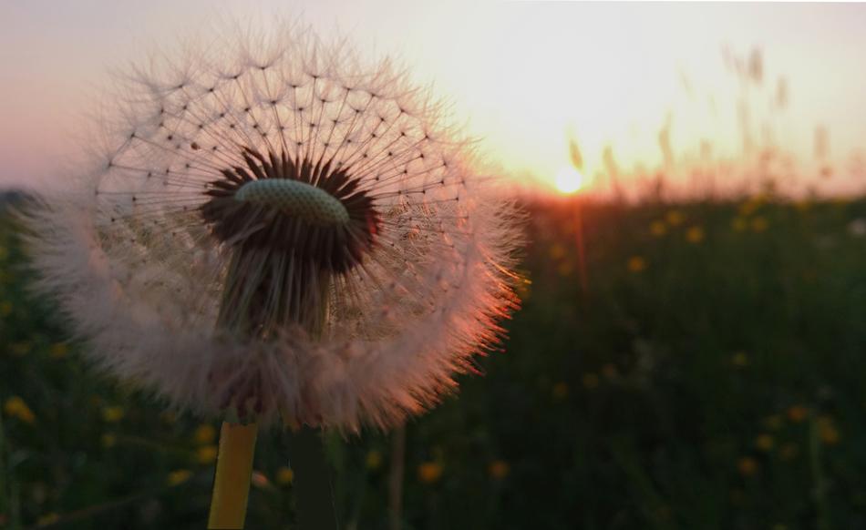 Dandelion Sunset Meadow