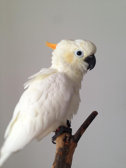 Parrot Sunflower