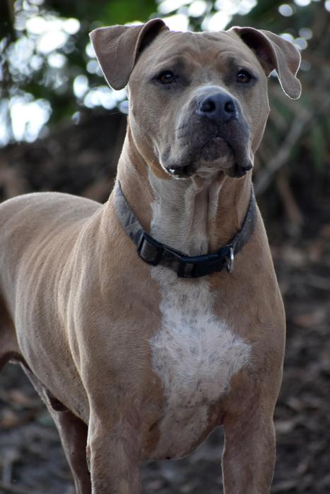 Pitbull Dog Brown