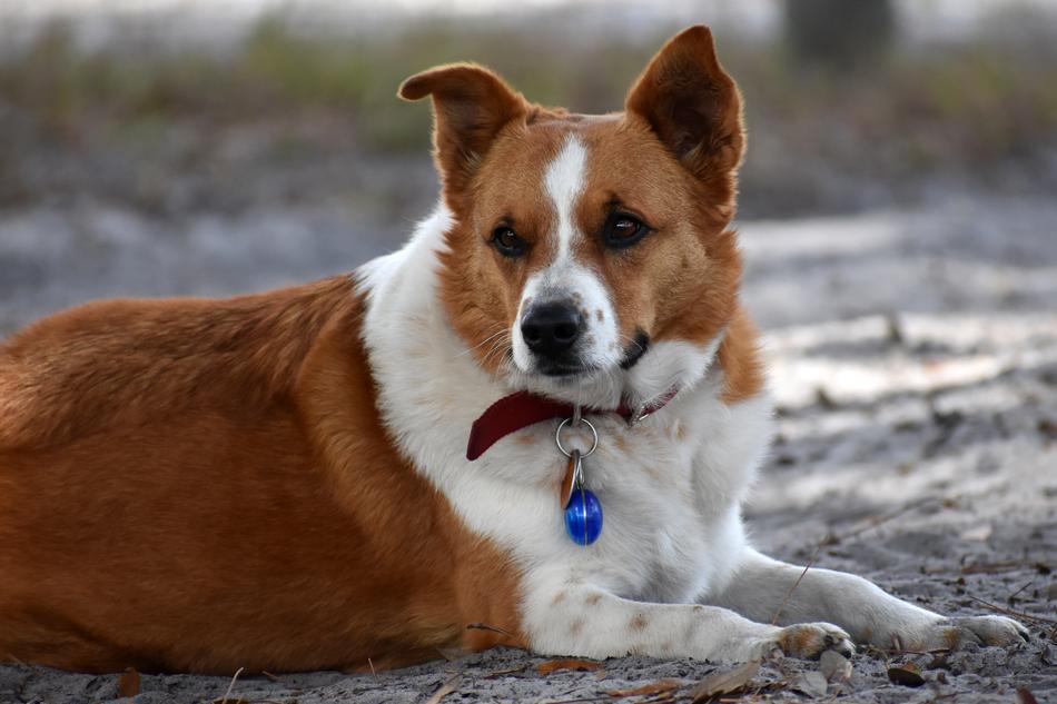 Dog Laying Brown