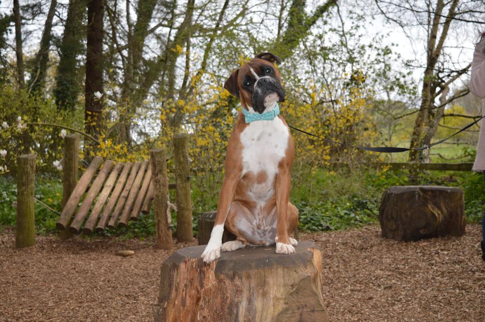 the dog is sitting on a stump