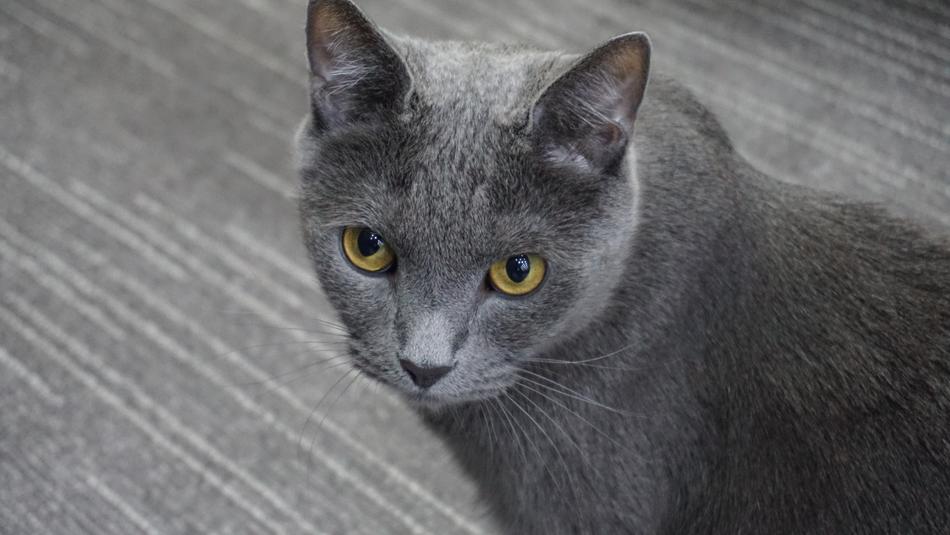 Cat A Brooks Cute
