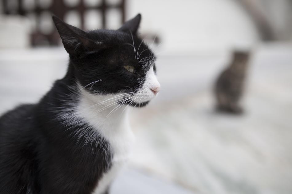 Cat Black And White Cute Fur