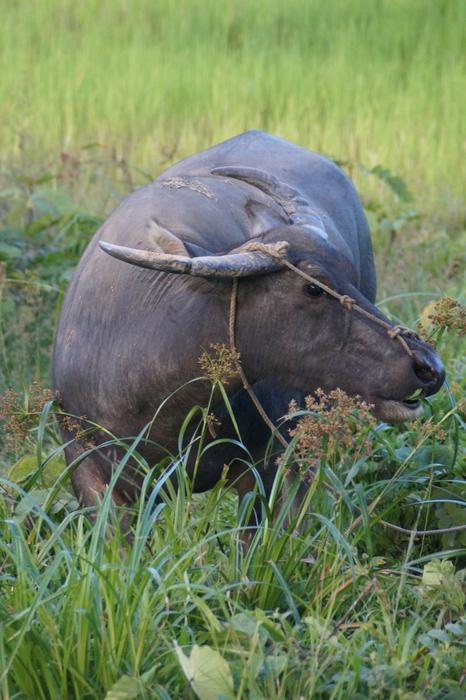 Water Buffalo Animal