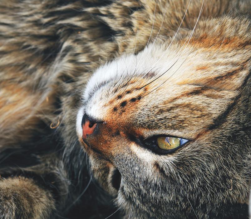 Cat Look Pets