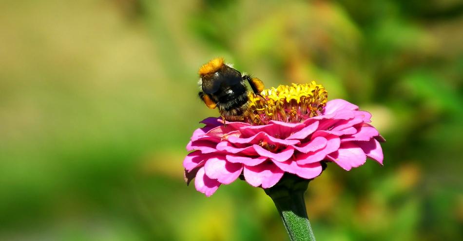 Bumblebee Insect Flower