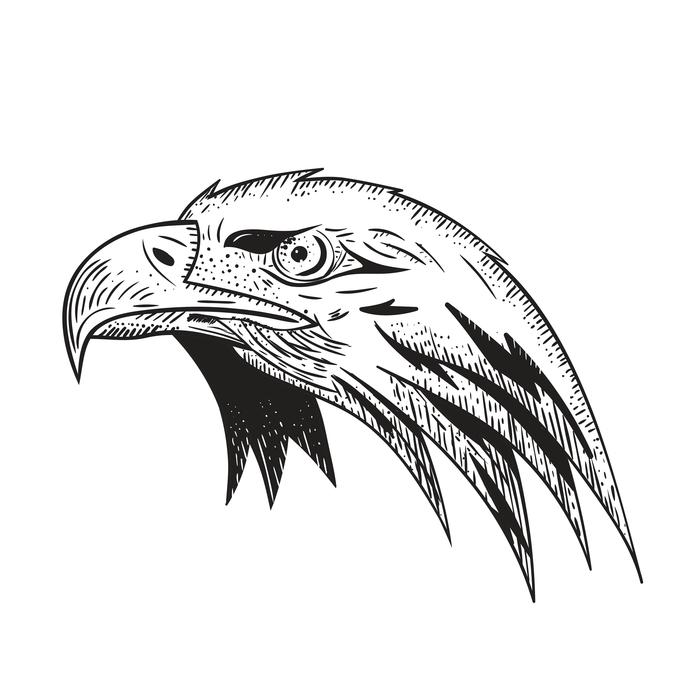 eagle bird predator bird of pray
