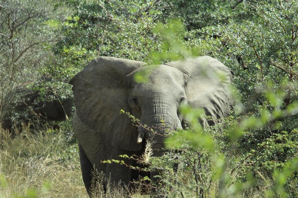 Africa Namibia Okavango