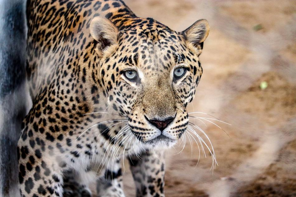 Wild Animal Zoo