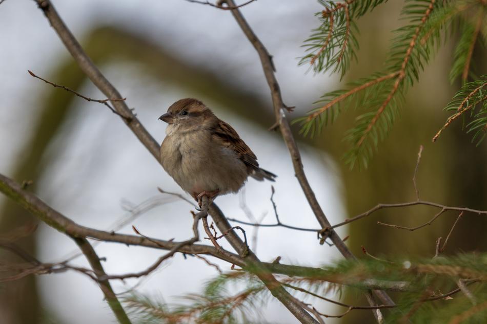 Sperling Sparrow House