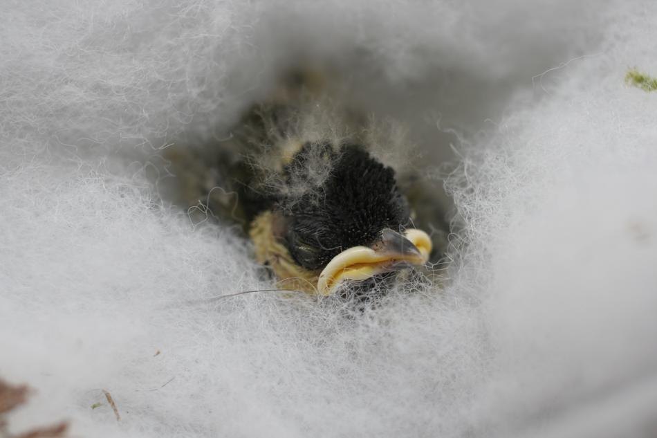 little chick in the nest