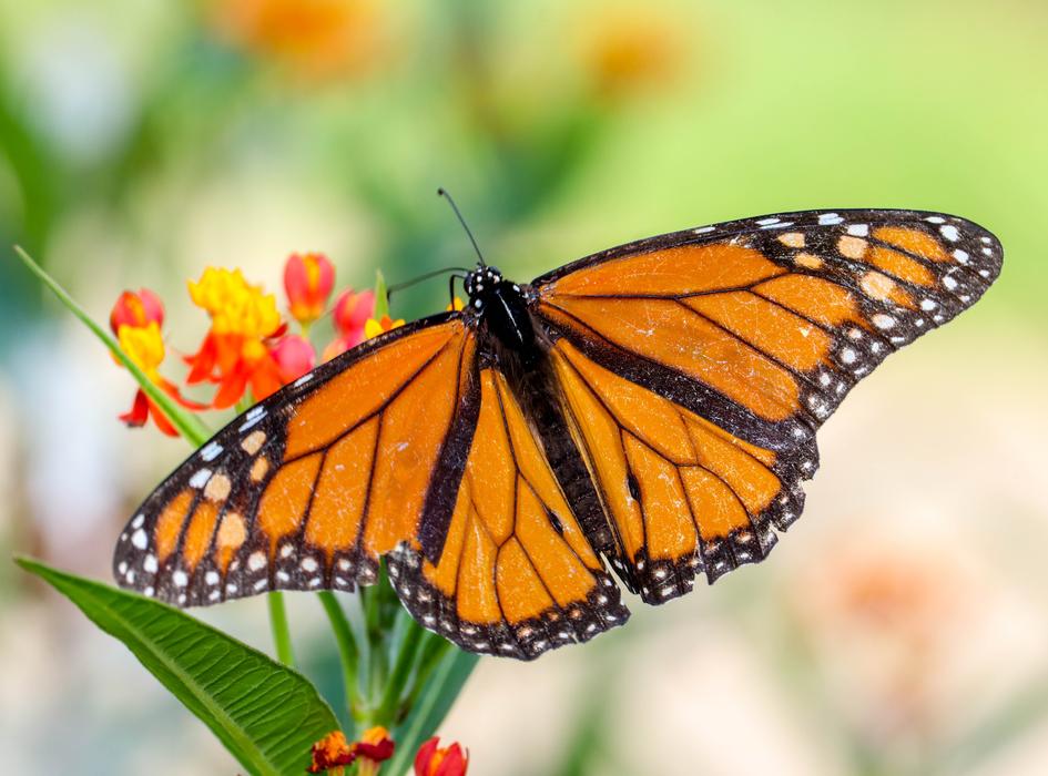 Butterfly Insect Nature