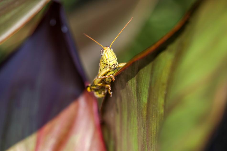 Grasshopper Leaves Insect