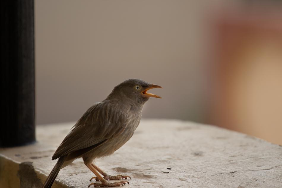 Eyes Animal beak