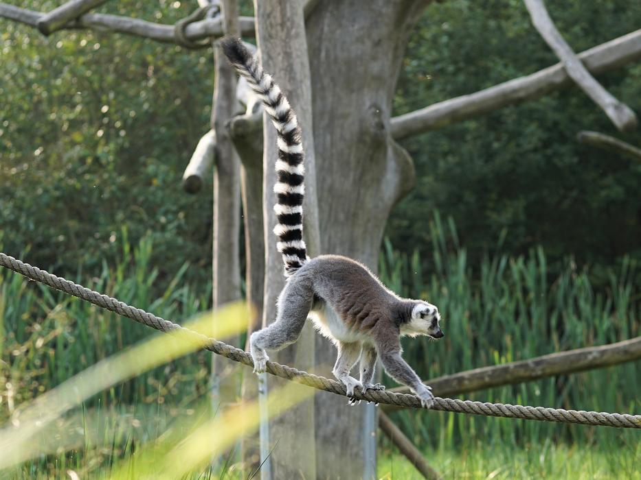 Ring Tailed Lemur Madagascar