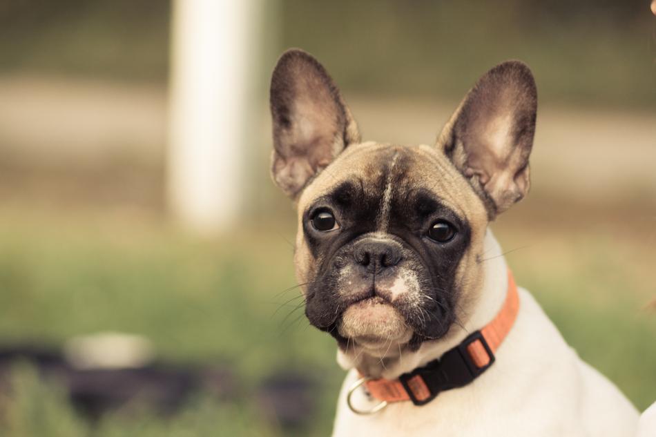 French Bulldog Dog Eyes
