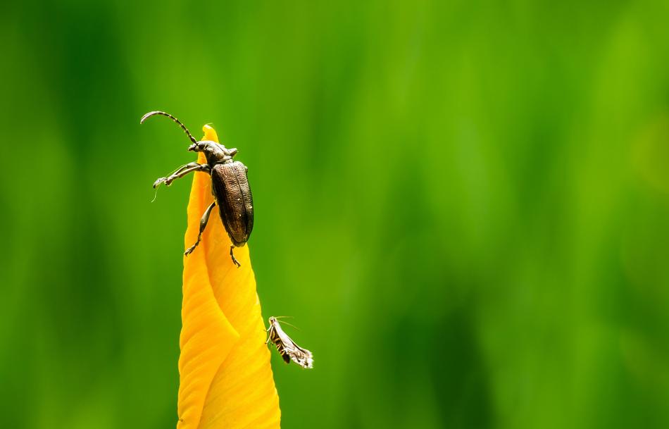 Insect Nature Green